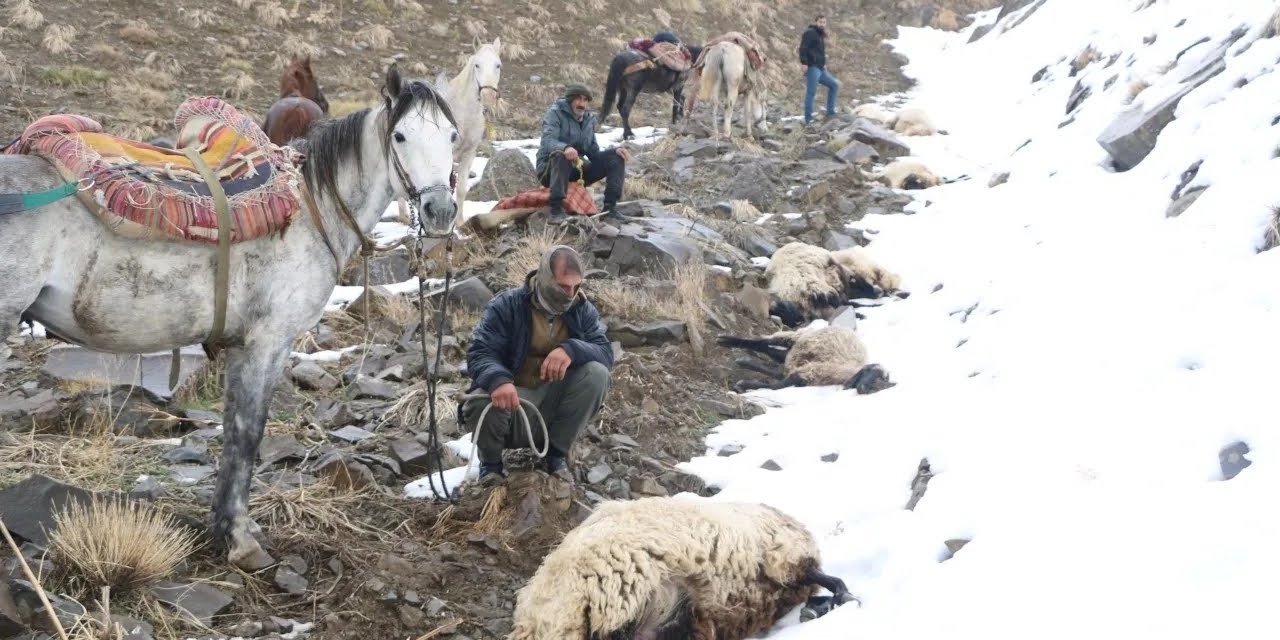 Hakkari'de kurtlar bir sürüyü telef etti