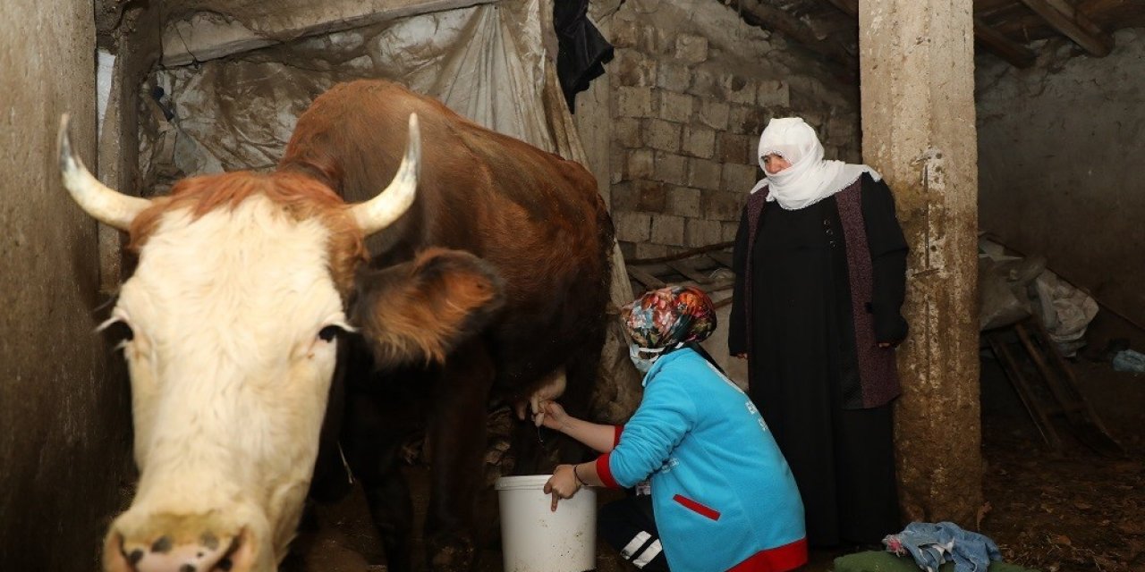 Yaşlı çiftin ineklerini Vefa Ekipleri sağdı