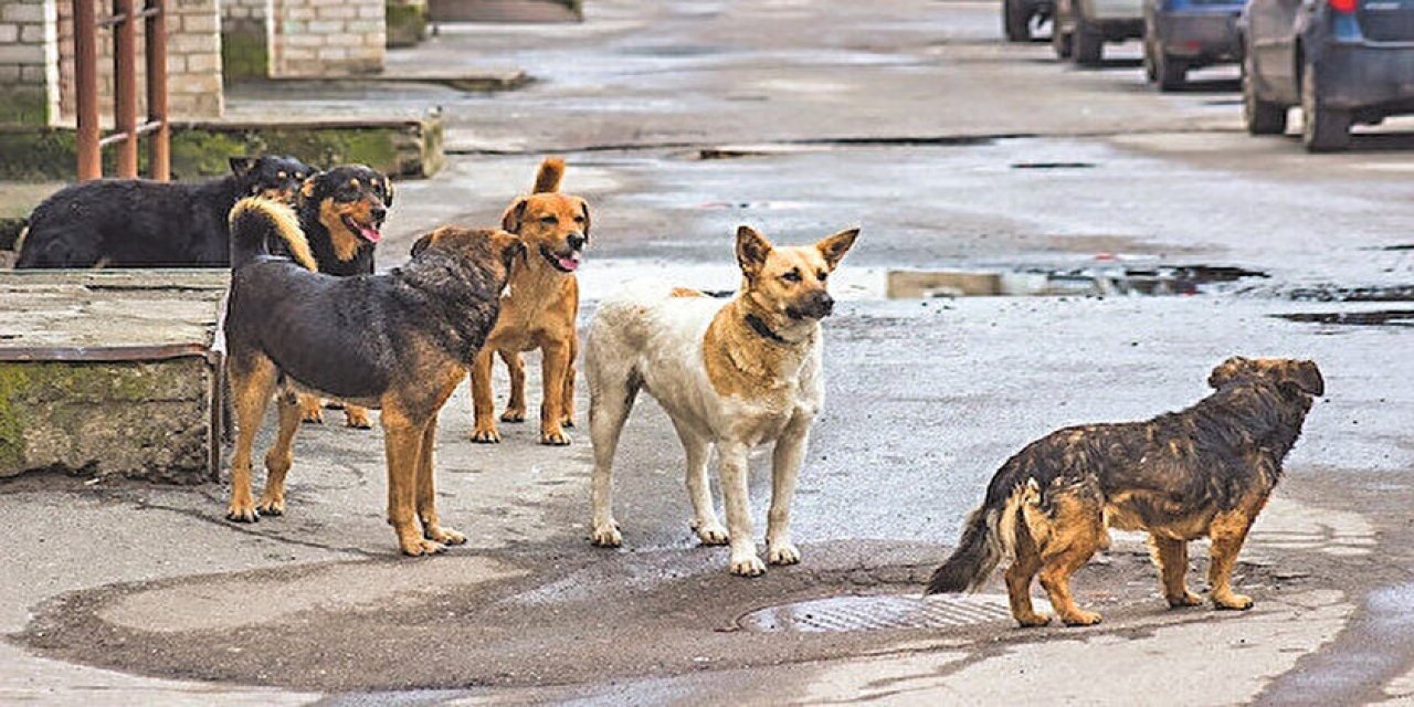 Başıboş köpek sorunu nasıl çözülecek? Bu tarihte adım atılacak