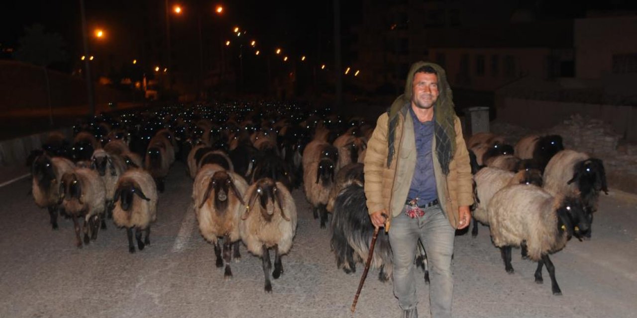 Cizre Caddeleri Gece Koyun ve Kuzulara Kaldı: Göçerlerin Zorlu Dönüş Yolculuğu