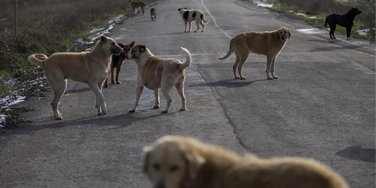 Şırnak'ta Sokak Köpekleri Bir Öğretmene Saldırdı: Hastaneye Kaldırıldı