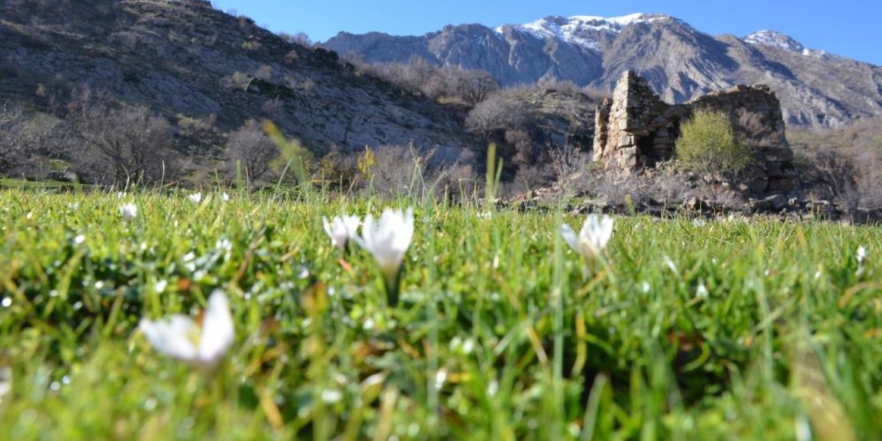 Şırnak'ta Yüksek Kesimlerde Kar Yağarken, Alçak Bölgelerde İse Çiçek Açtı