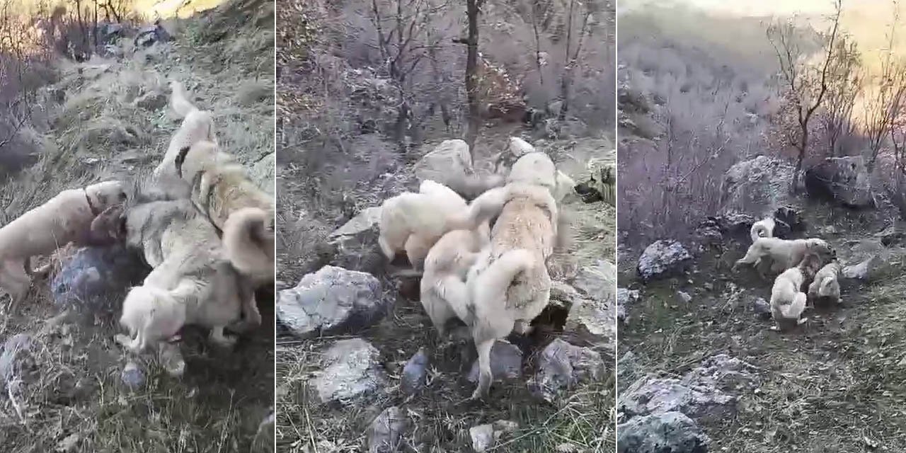 Şırnak’ta köpekler nesli tükenme tehlikesi altında olan hayvana saldırdı