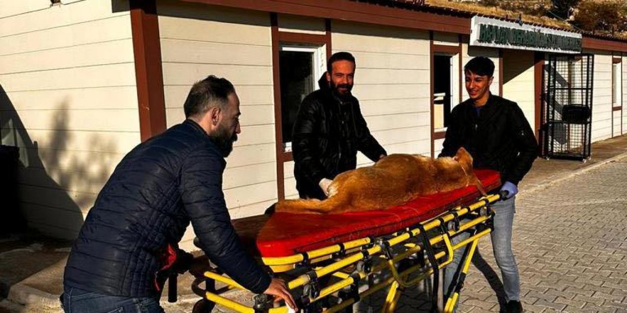 Şırnak Belediyesi Sokak Köpeklerini Kısırlaştırmaya Başladı! Çözüm Olacak Mı?