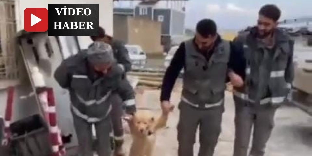 DEDAŞ İşçileri Mola Esnasında Köpekle Halay Çekti