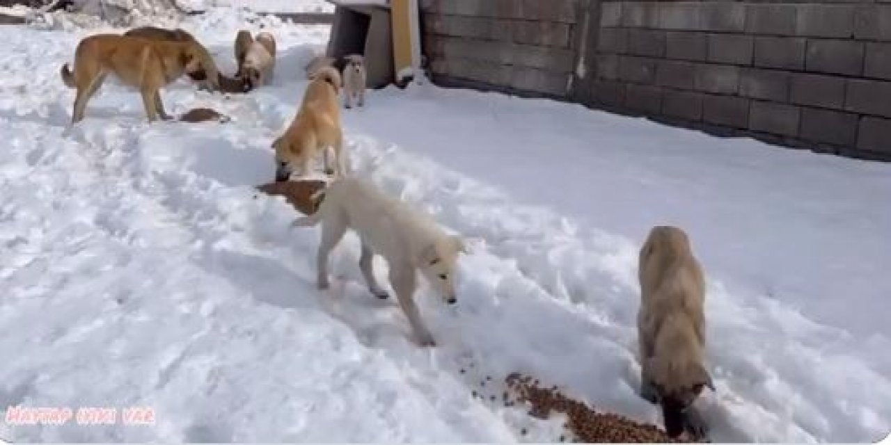 Getir ve Haytap’tan Şırnak’taki Sokak Hayvanlarına Mama Yardımı