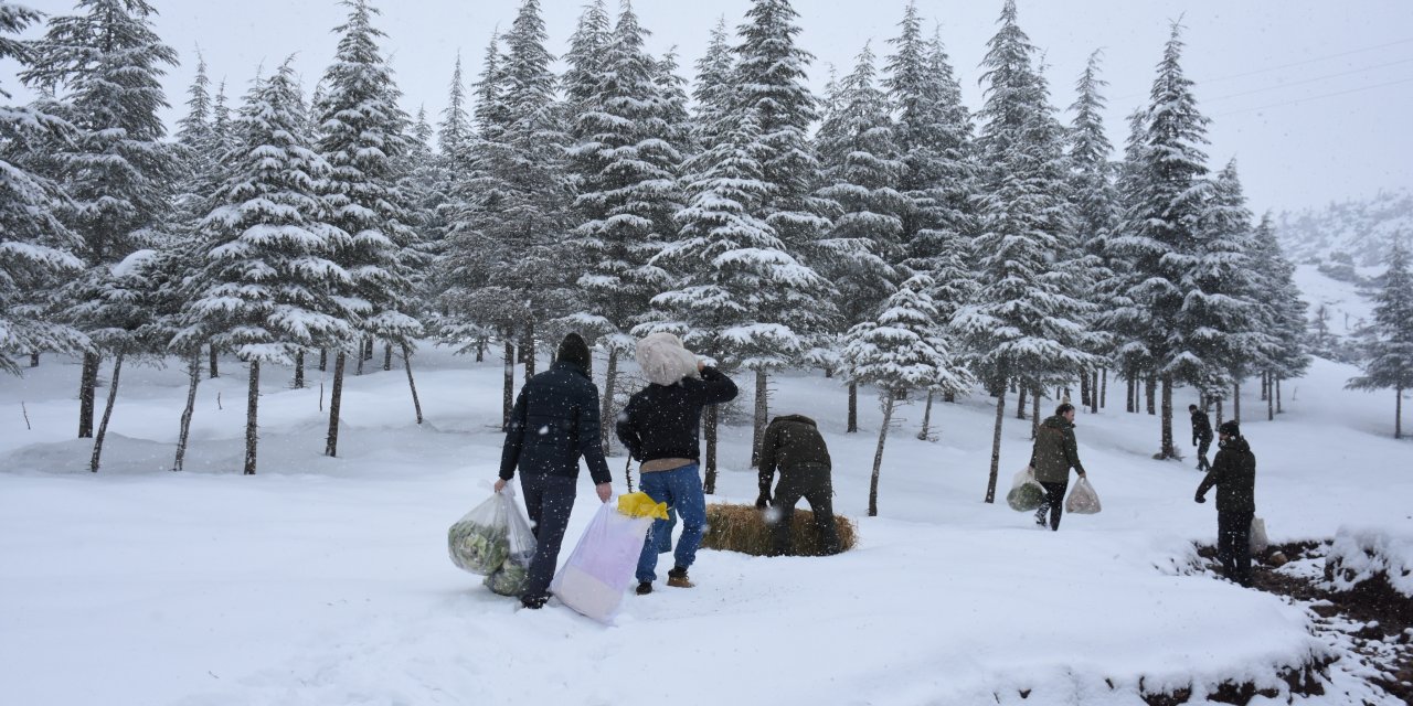 Şırnak'ta Yaban Hayvanlarına Kış Yardımı! Doğaya Tonlarca Yem Bırakıldı