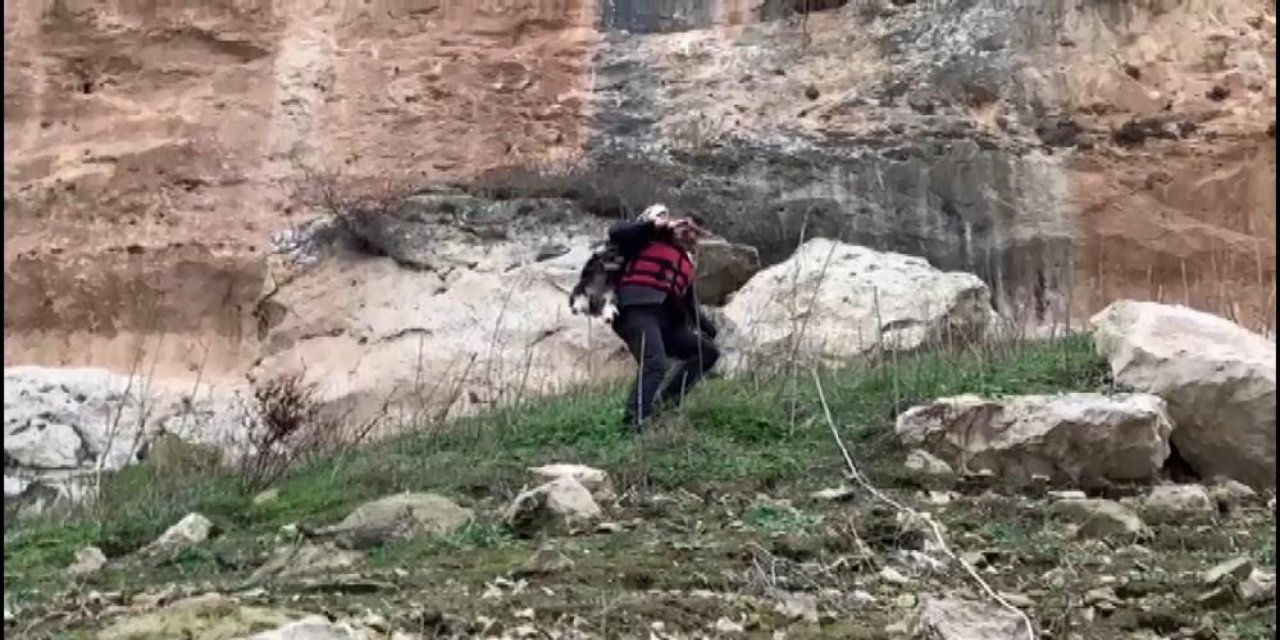 İtfaiye Eri Kayalıklarda Kurtardığı Keçiyi Sırtında Taşıyarak İndirdi