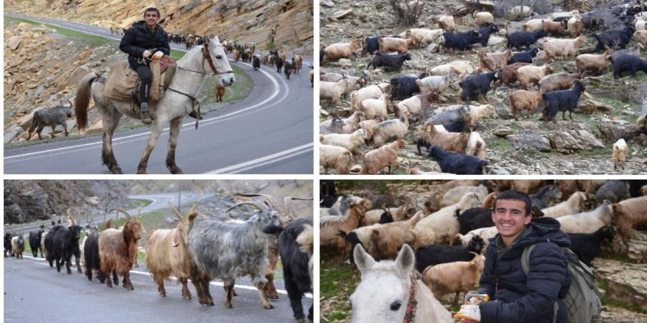 Şırnak'ta Beklenen Kar Yağmayınca Köylüler Hayvanlarını Erken Dağa Çıkardı