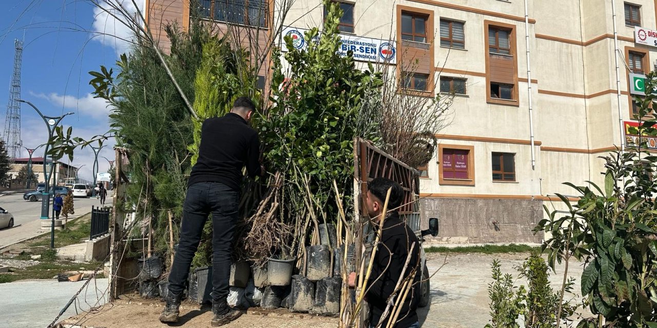 İlk Cemrenin Düşmesi ile Beraber Şırnak'ta Ağaç Piyasası Canlandı