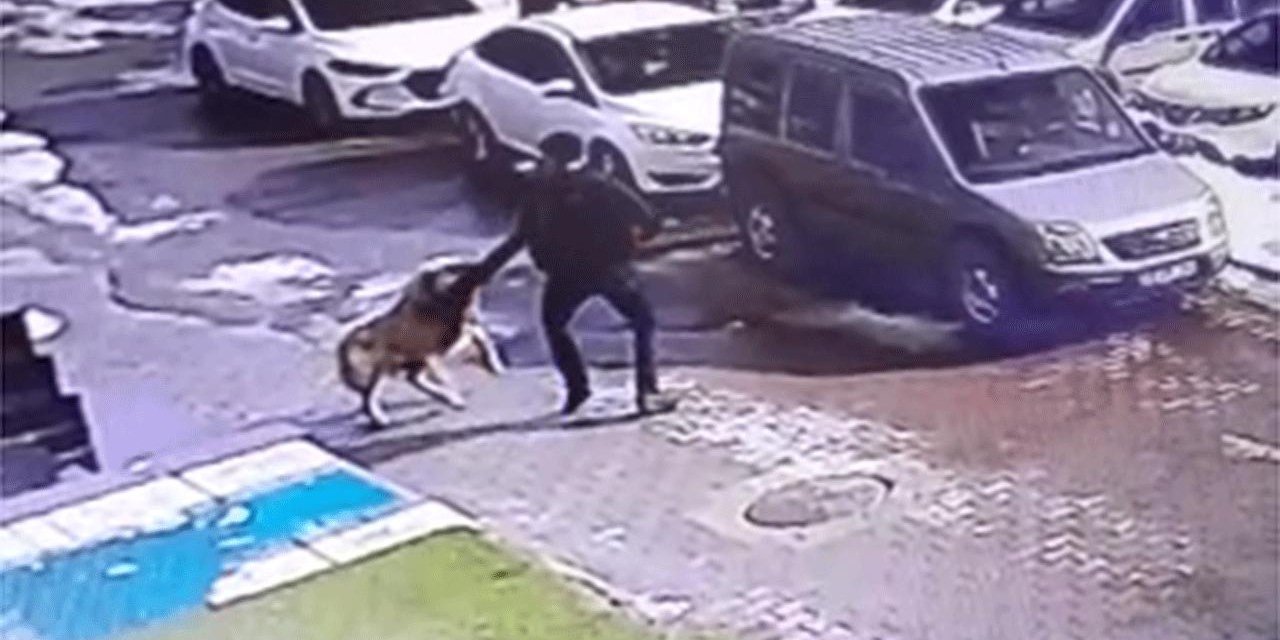 Akrabasına Misafirliğe Gitti! Sokak Köpeklerini Saldırısında Ölümden Döndü