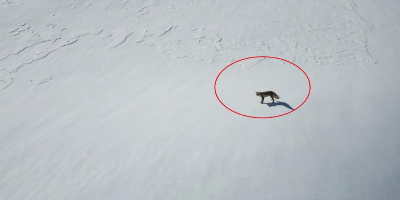 Beytüşşebap'ta kar içinde kalan tilkinin dron ile imtihanı