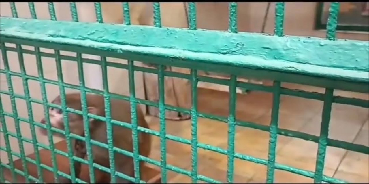 Şırnak’ta bir evde beslenen vahşi maymun türüne el konuldu