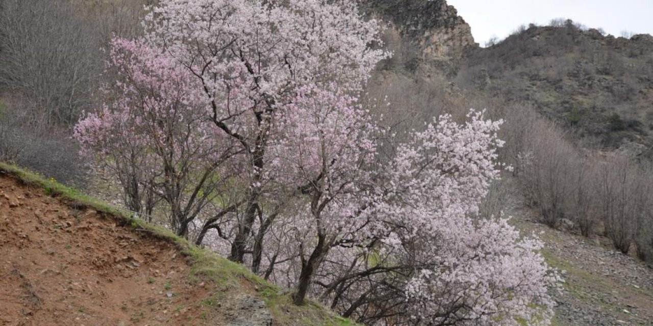 Şırnak’ta bahar yüzünü gösterdi, bademler çiçek açtı