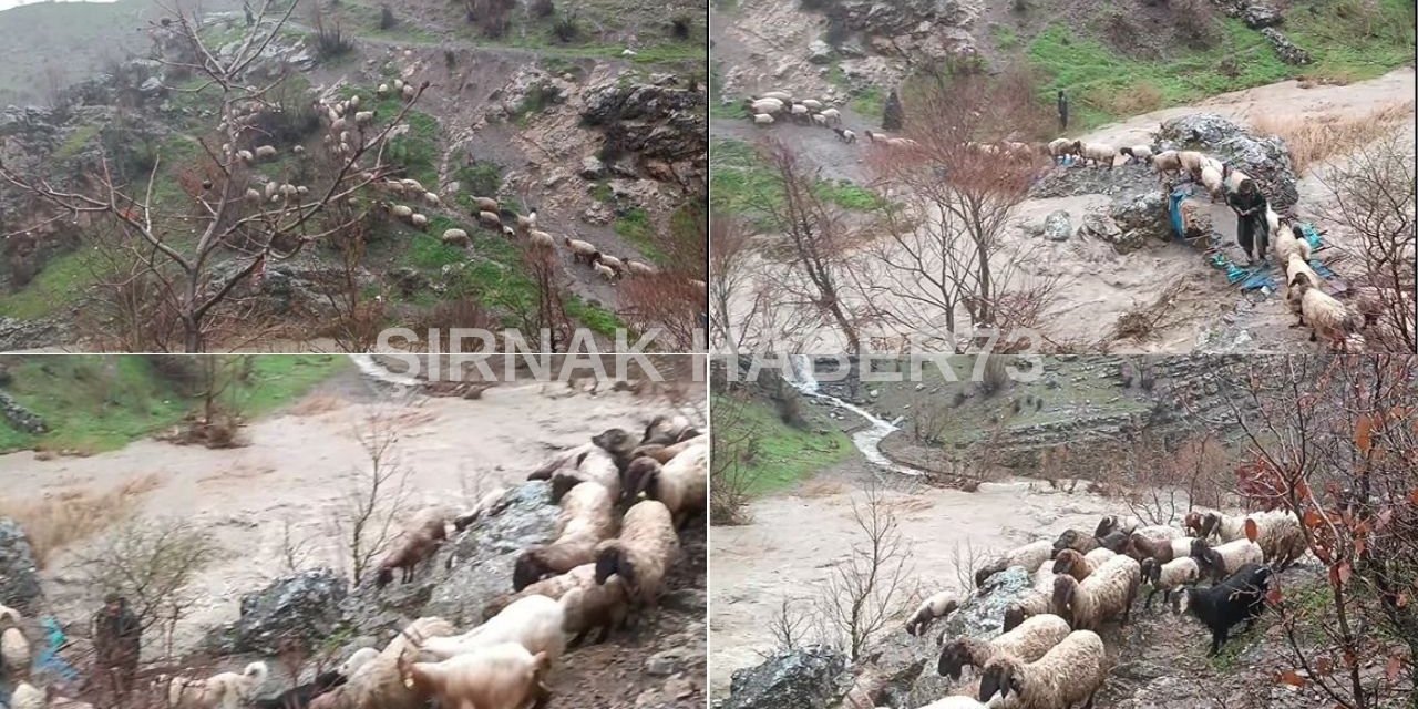 Şırnak'ta Şiddetli Yağışlardan Dolayı Hayvan Çadırını Sel Götürdü: Çok Sayıda Koyun Telef Oldu