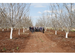 Diyarbakır'da 2023'e kadar 40 bin dönüm sert kabuklu meyve bahçesi oluşturulması hedefleniyor