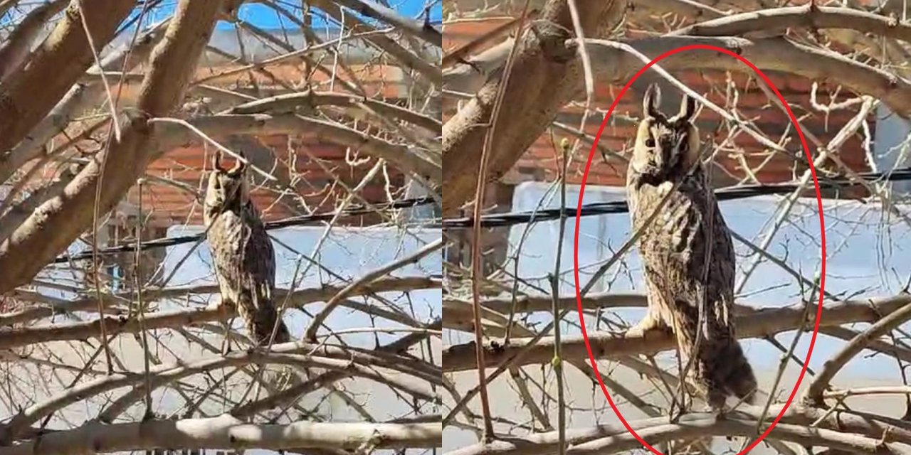 Diyarbakır'da nesli tükenmekte olan boynuzlu baykuş görüntülendi
