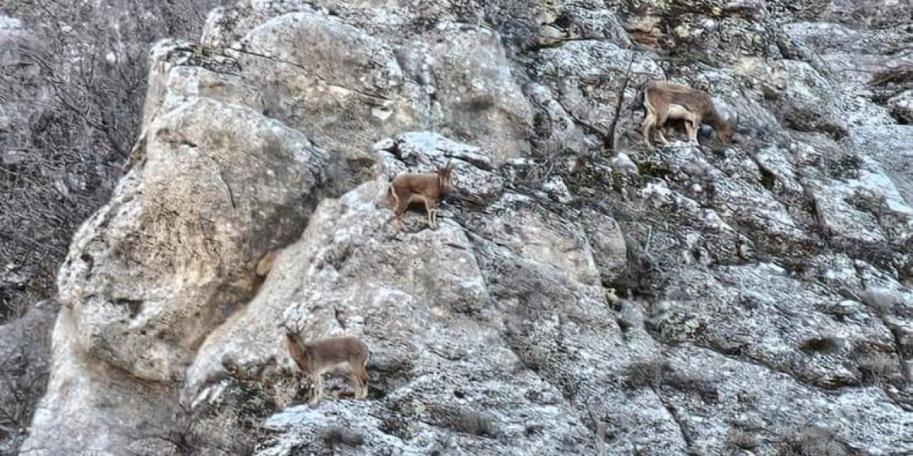 Nesli koruma altındaki yaban keçileri Gabar Dağı’nda görüntülendi
