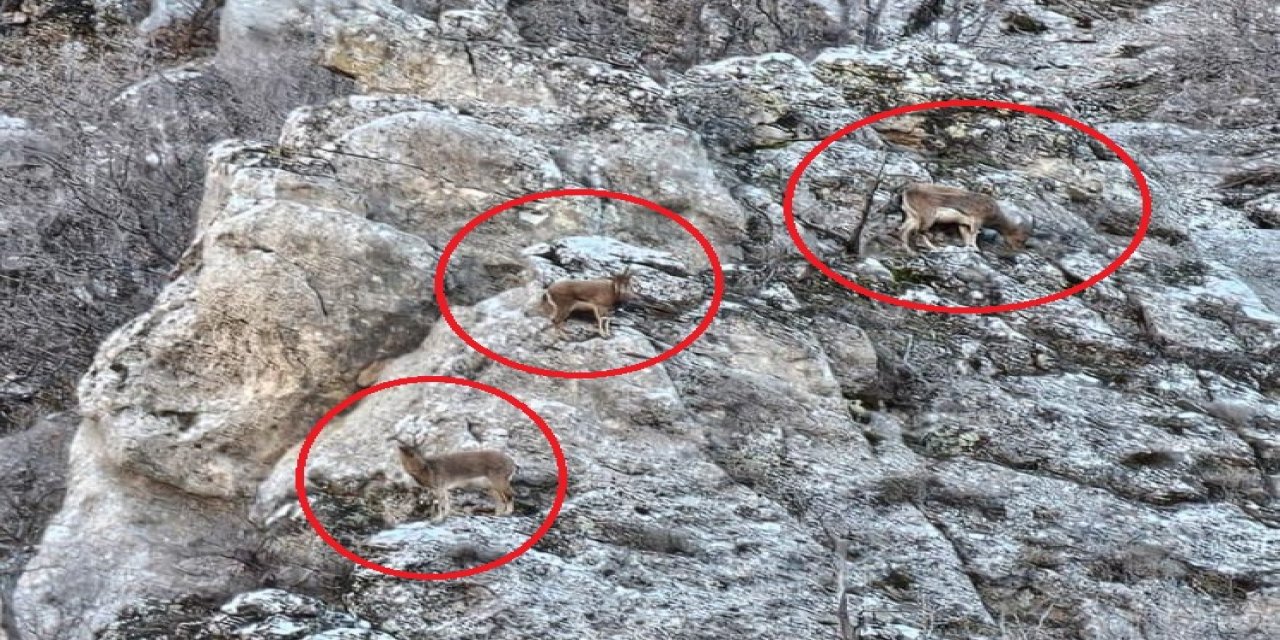 Şırnak'ta Nesli Tükenmekte Olan Dağ Keçileri Görüntülendi: O Anlar Kamerada