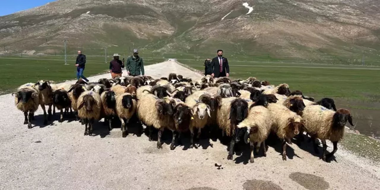 Yerli Çoban Bulamayan Besiciler: İran'dan 40 Bin Lira ile 6 Çoban Getirdi