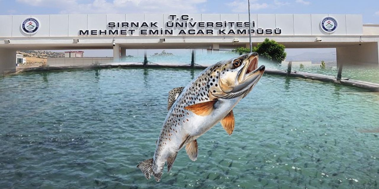 Balıklar Karadeniz’den değil, Şırnak’tan, Üniversite balık satışına başladı