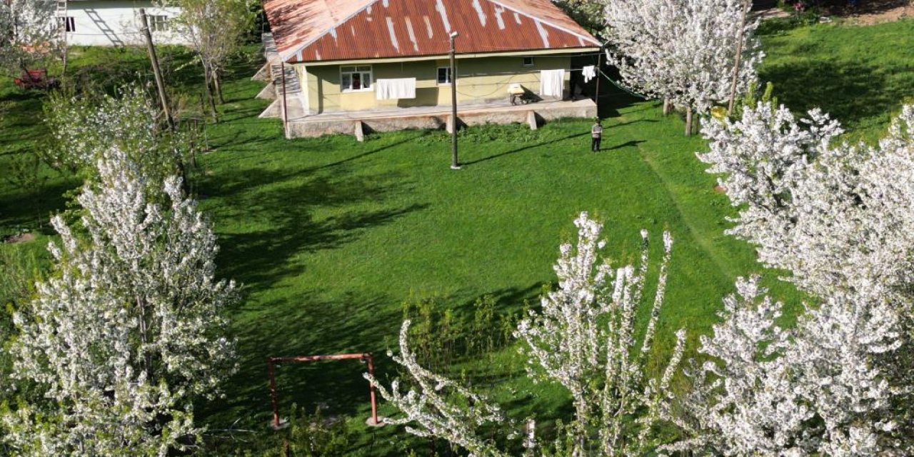 Bahar Geldi: Şırnak'ta Kiraz Ağaçları Beyaza Büründü