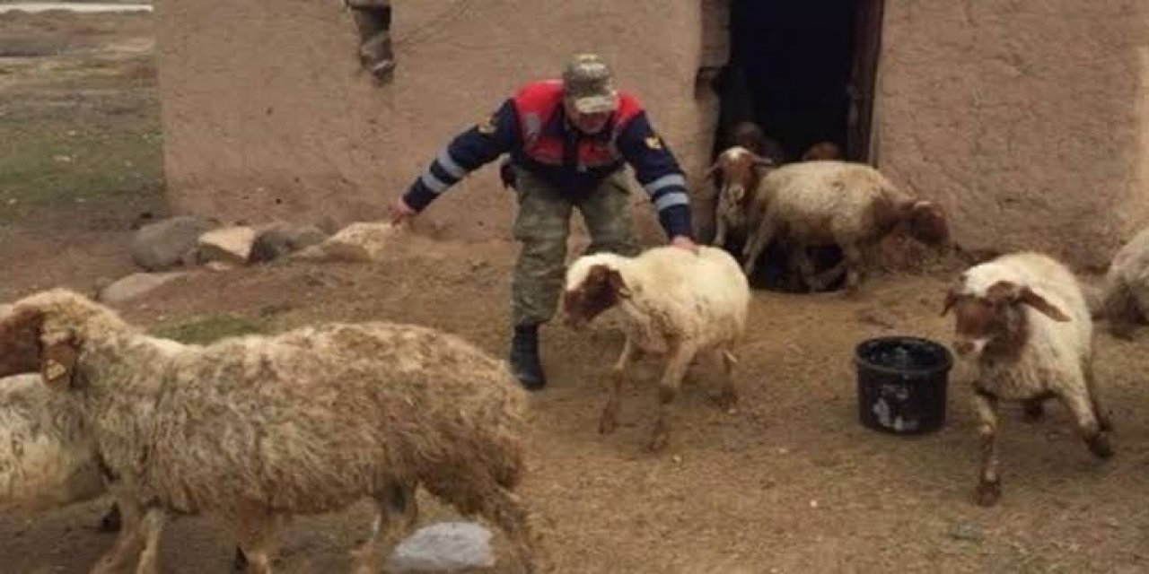 Jandarma İdil'de Koyun Hırsızlarını Yakalandı