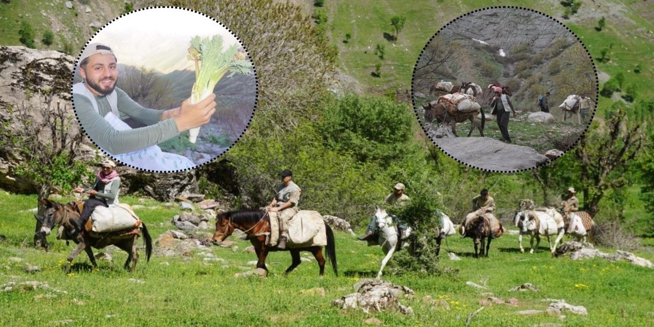 Şırnak'ta Vatandaşlar Şifalı Bitkileri Toplamak İçin Dağlara Çıkıyor