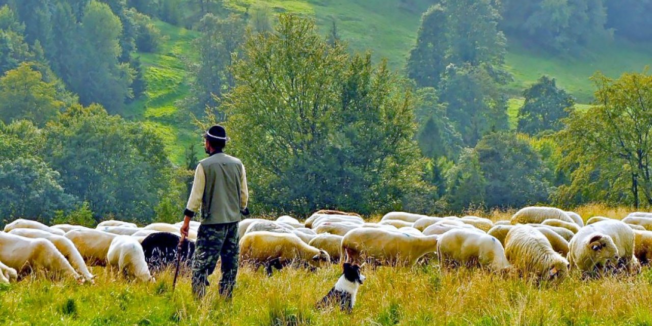 Şırnak’ta belediye çoban alımı yapacak