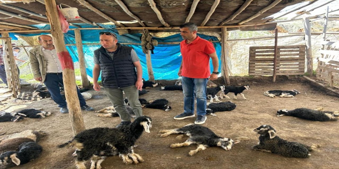 Köpek saldırısında 15 hayvanı telef olan çiftçiye hayırsever desteği
