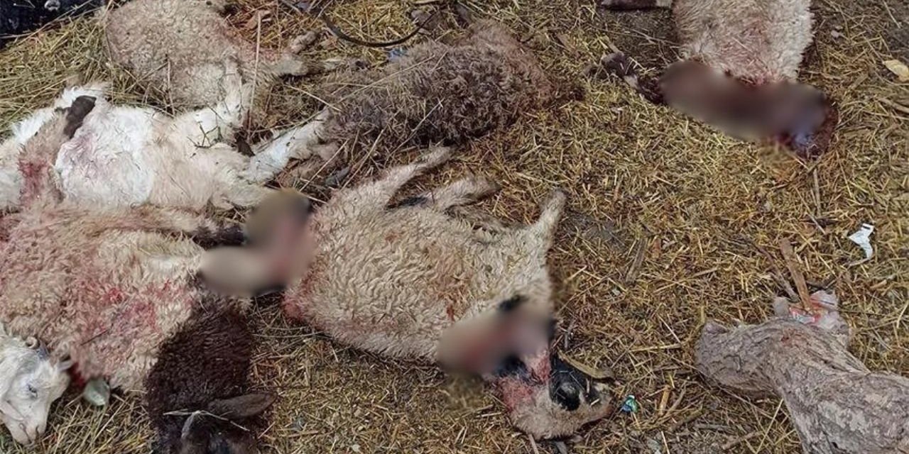 Ahıra kurt saldırısı: 17 koyun telef oldu