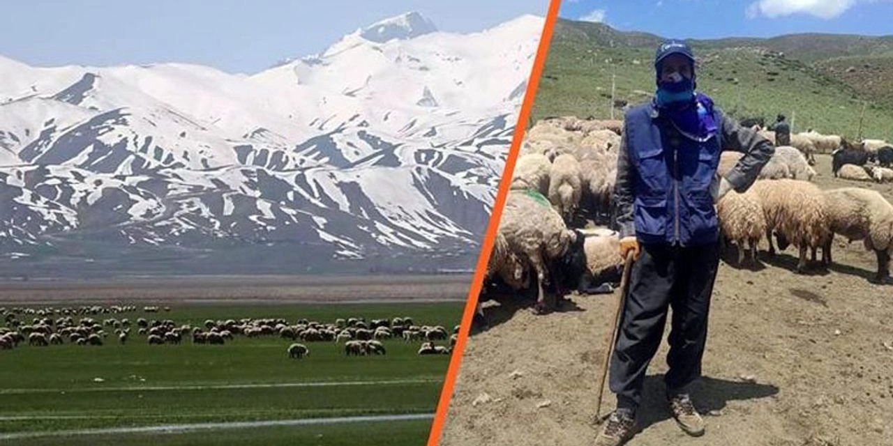 5 çoban sınır dışı edildi: Hayvan sahiplerine 850 bin TL ceza kesildi