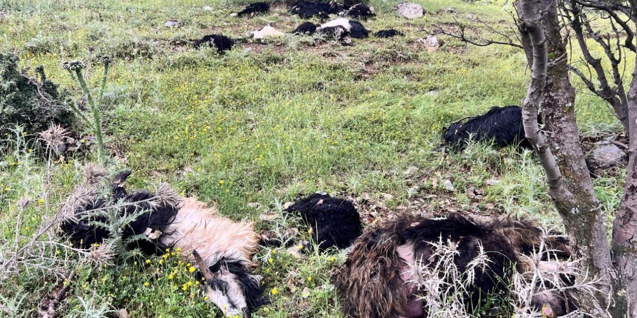 Şırnak’ta yıldırım düşmesi sonucu hayvanlar telef oldu