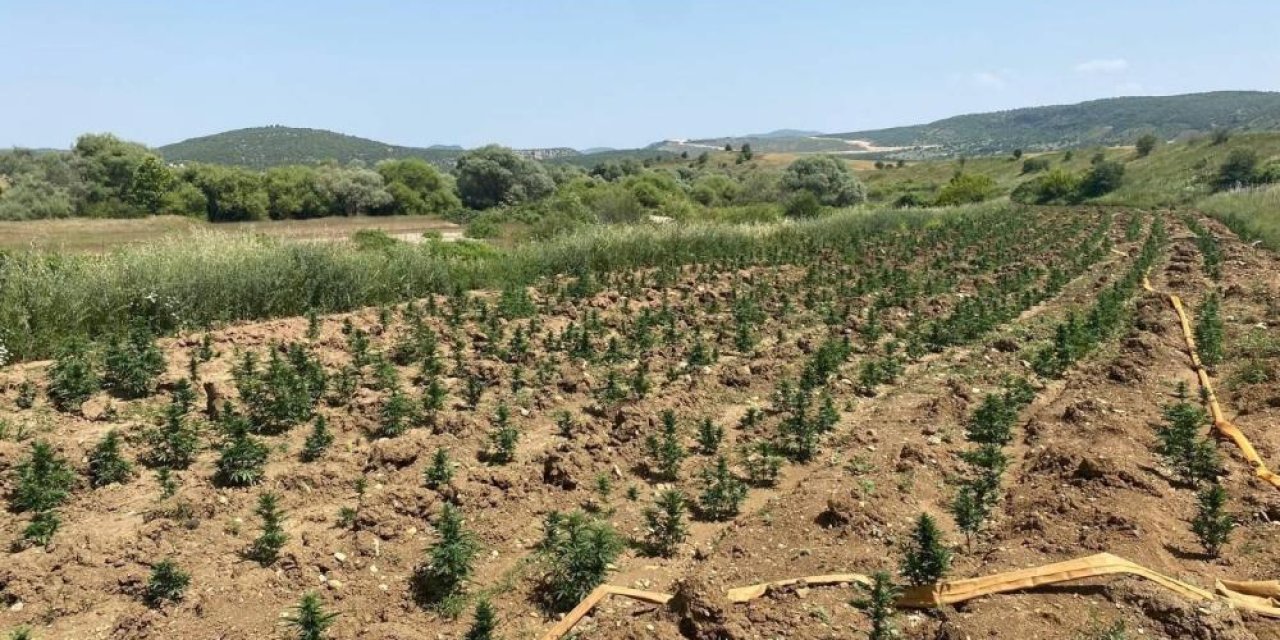 Diyarbakır'da 34 bin 500 kök kenevir ve 112 kilo esrar ele geçirildi