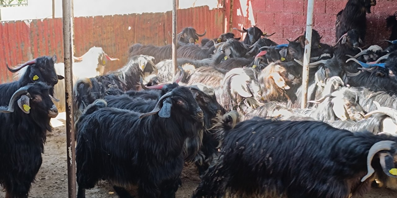 Kurban Bayramı Yaklaştı! Kurbanlık Seçiminde Kritik Uyarı: Yaş ve Küpe Detaylarına Dikkat!