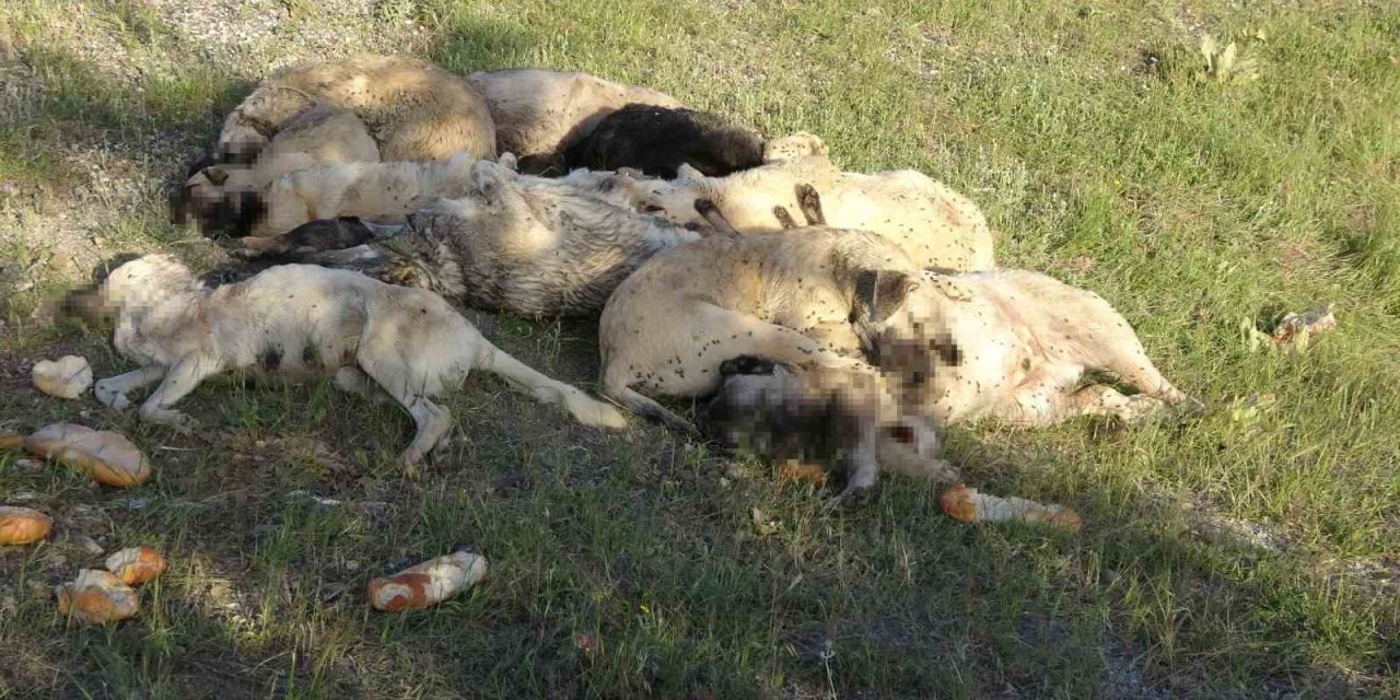 Onlarca sokak köpekleri zehirlenip boş araziye atıldı