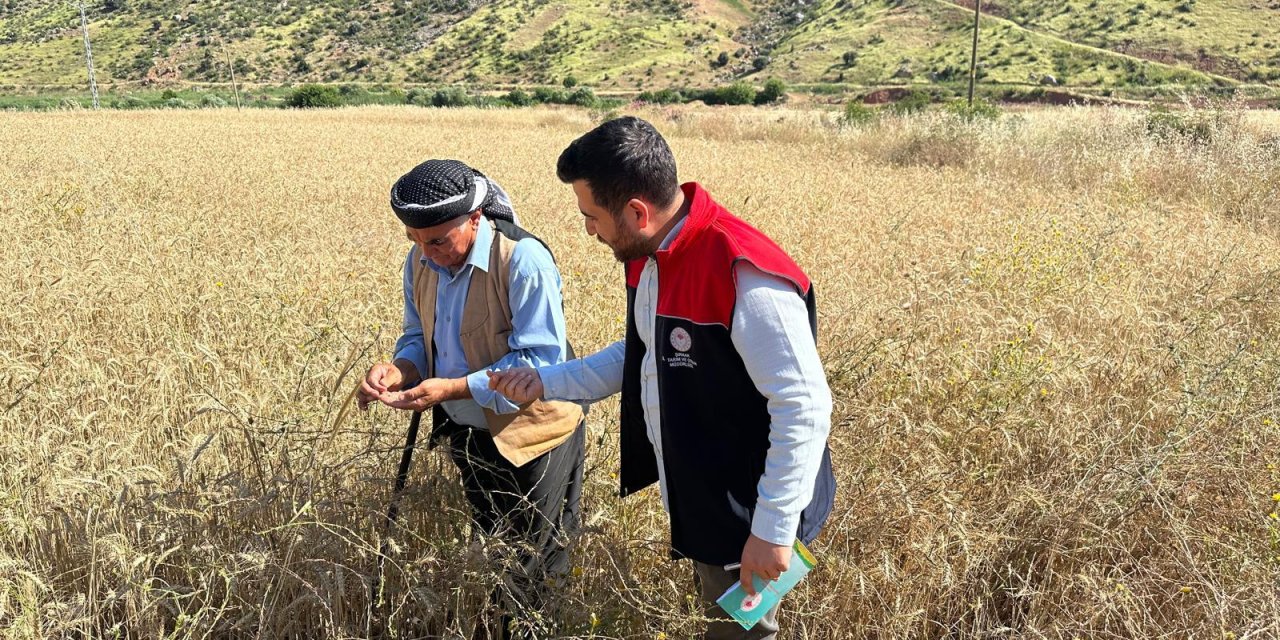 Şırnak'ta Sertifikalı Buğday Tohumlarında Hasat Öncesi Son Kontroller