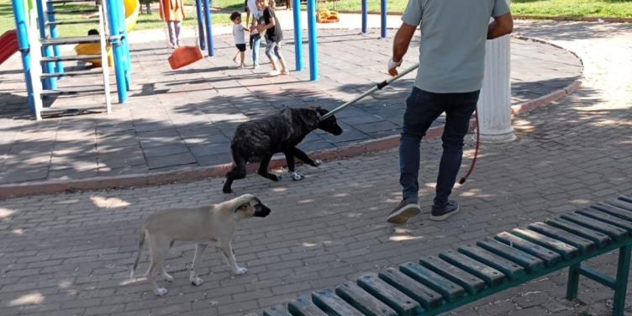 Yolda yürüyen vatandaşı ısıran köpek kuduz çıktı! Köpekler toplanmaya başlandı