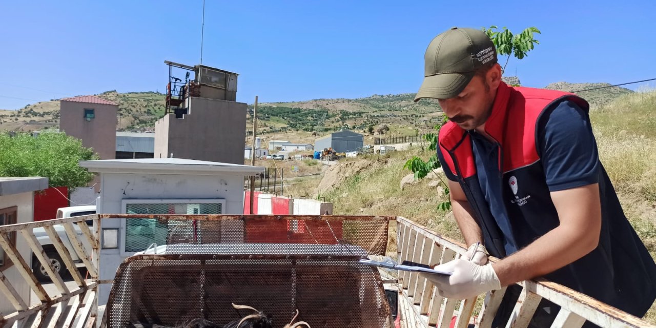 Şırnak'ta Kurbanlık Hayvanlar Sıkı Denetimden Geçiyor