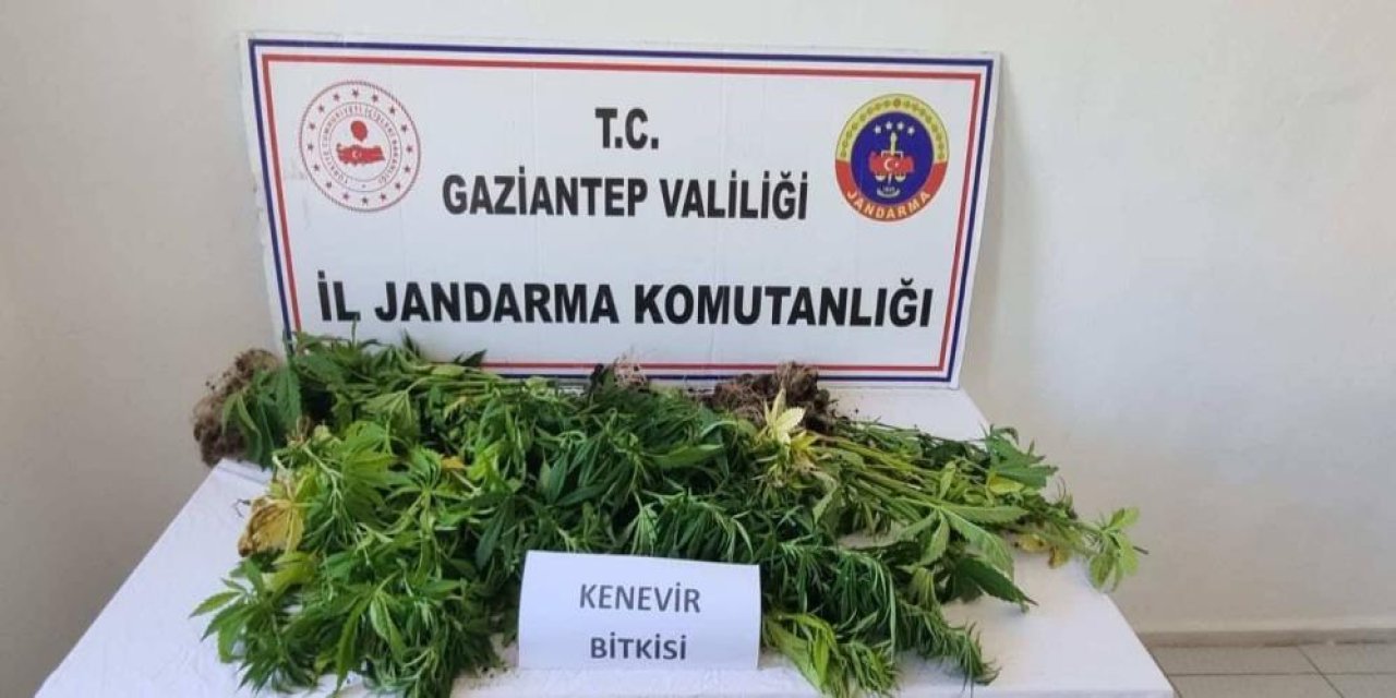 Gaziantep'te 158 kök kenevir bitkisi ele geçirildi: 4 gözaltı