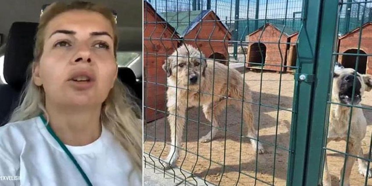 Kuduz olan köpekleri Şanlıurfa'dan Ankara'ya götüren dernek başkanı tutuklandı