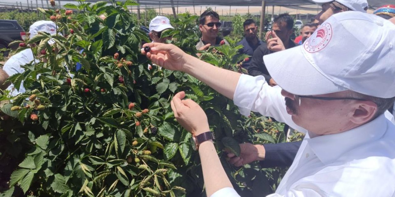 Siirt'ten dünyaya böğürtlen ihracatı