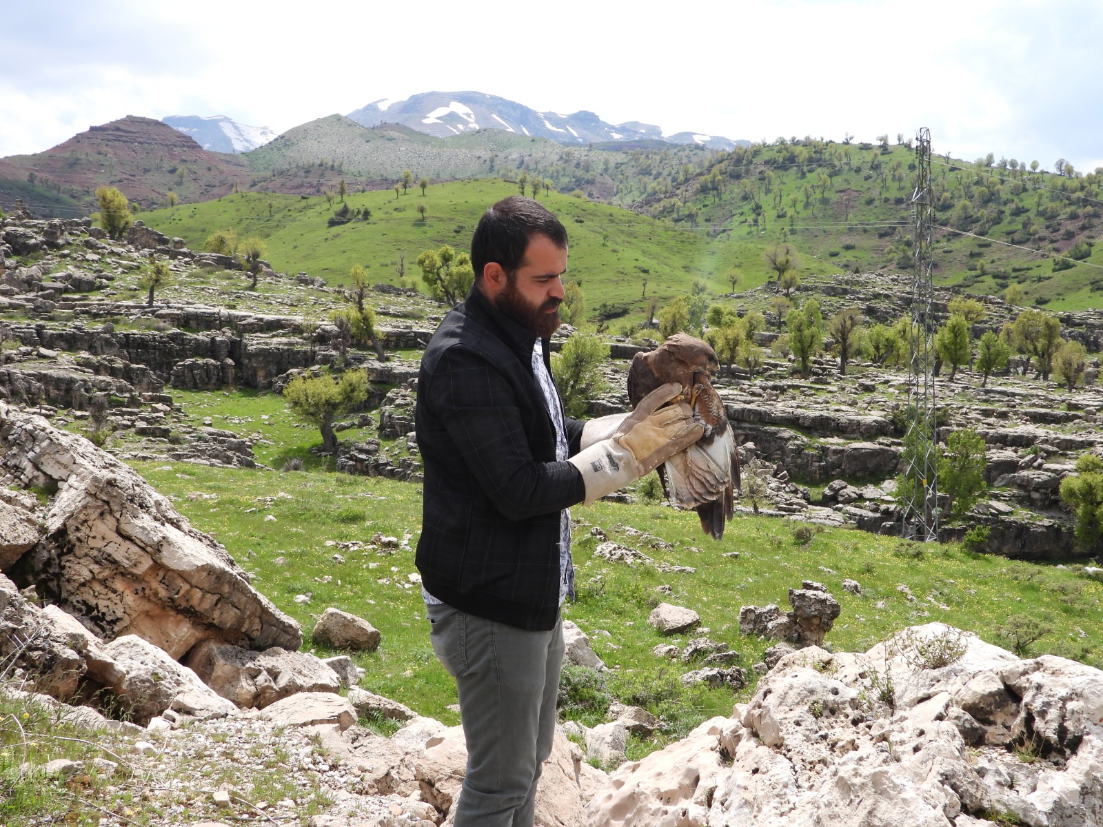 Şırnak'ta tedavisi tamamlanan 2 kızıl şahin doğaya bırakıldı