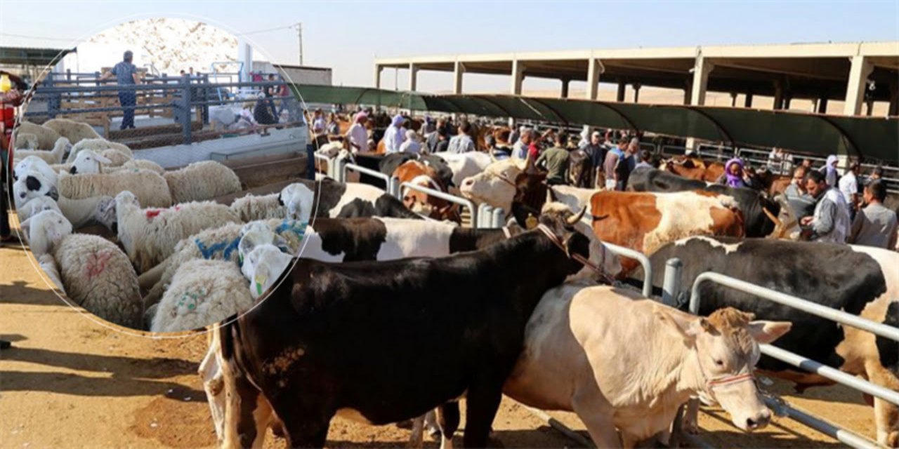 Bakanlık, satılamayan kurbanlıklar için müjdeyi duyurdu