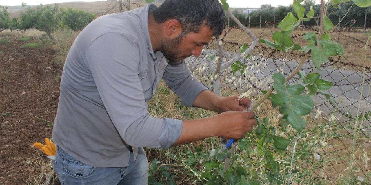 Uzmanı açıkladı: Siirt fıstığının aşılama dönemi başladı!