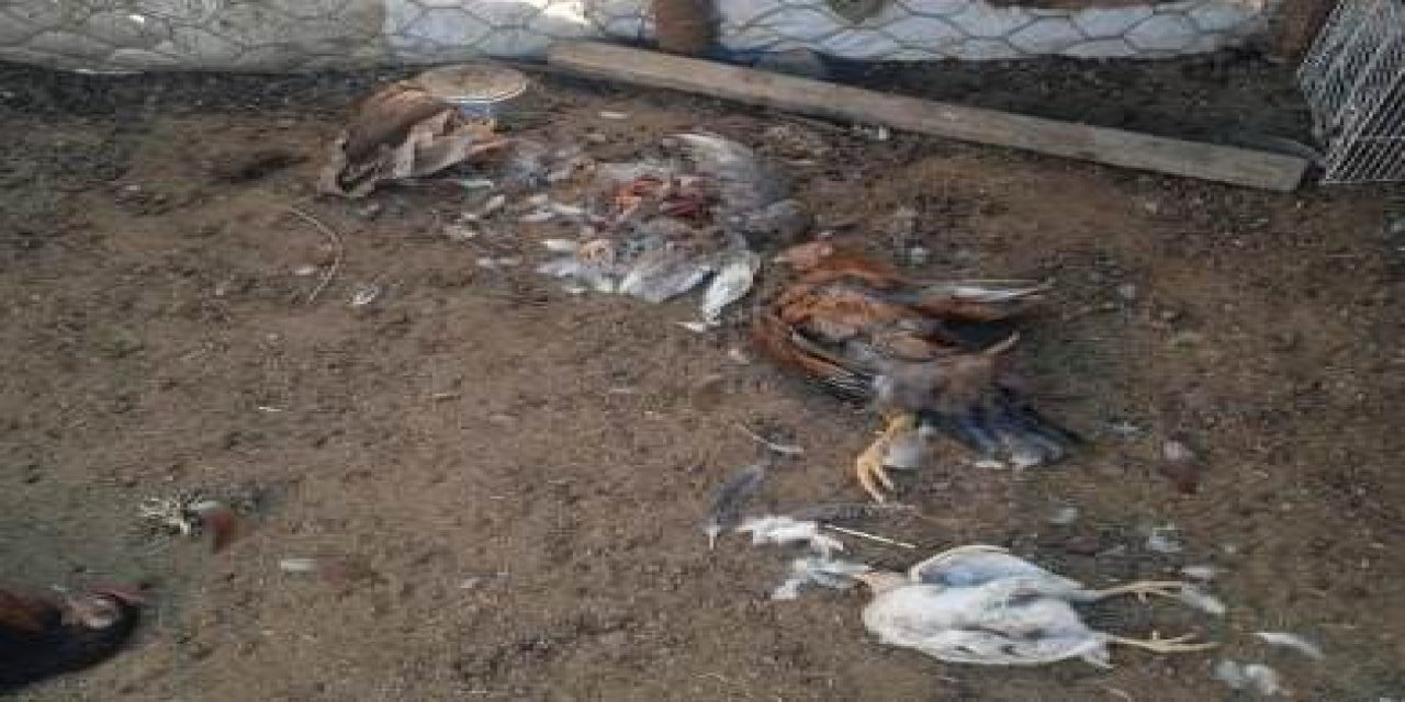 Şırnak'ta Başı Boş Köpek Saldırısı: 5 Koyun ve 15 Tavuk Telef Oldu