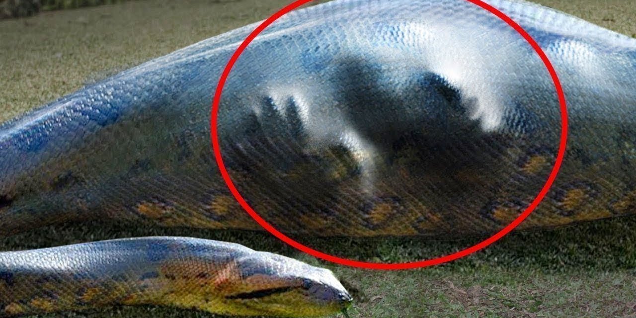 Korkunç olay: 9 metrelik piton yılanı bir kişiyi yuttu