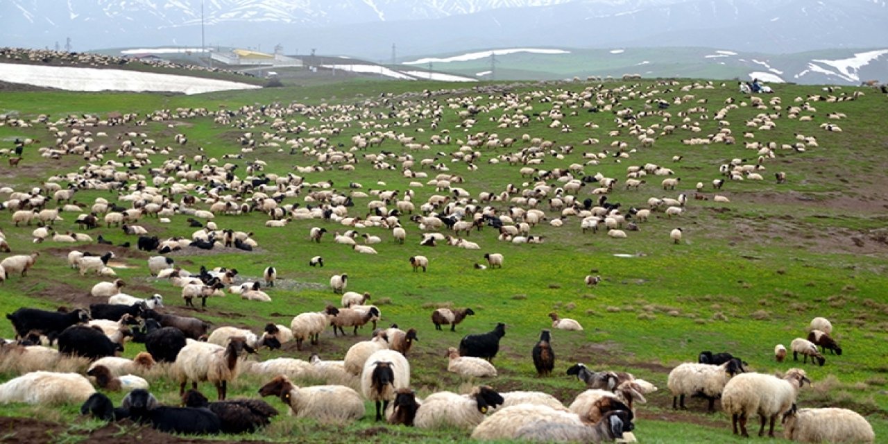 Diyarbakır, Mardin, Şırnak, Siirt ve Batman İllerinden Muş'a Giden Göçerlerin Yayla Mesaisi Sürüyor!