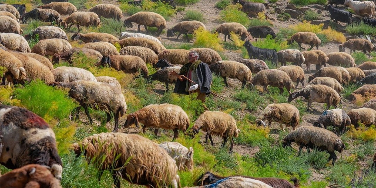 Şırnak Faraşin Yaylası 400 bin küçükbaş hayvana ev sahipliği yapıyor