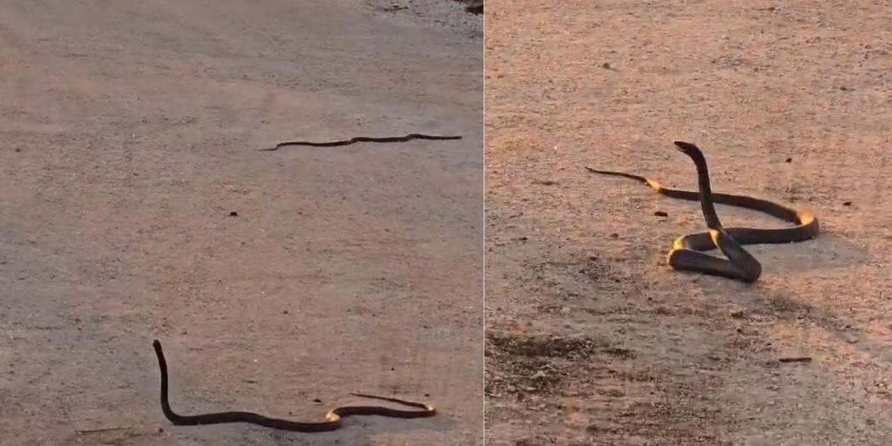 Yolun ortasında yaklaşık 2 metre boyunda yılanlar görüldü